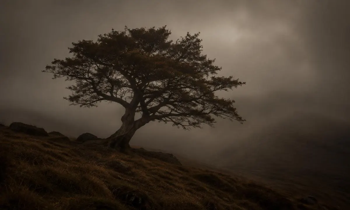 Einzelner windgeformter Baum auf einem Hügel im Nebel